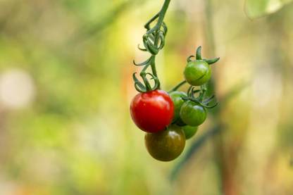Weber tomato Seed