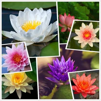 CYBEXIS XLL-69 - Lotus |Beautiful Aquatic Plants - (270 Seeds) Seed