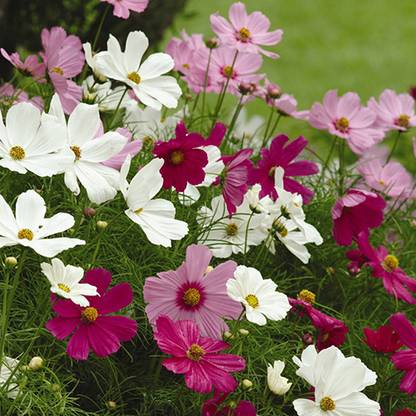 MegaValue Cosmos Hybrid Flower Seed
