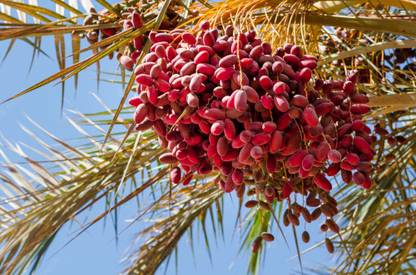 M-Tech Gardens Rare Hybrid Dates " Red Hybrid " Exotic 10 Seed
