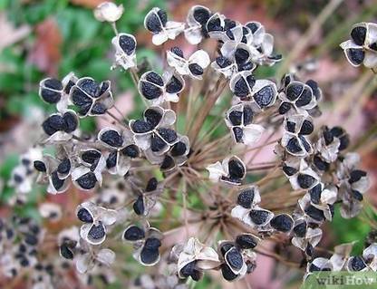 PAYAG PIYAG & ONION Seed
