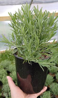 VibeX GUA-15 - Lavandula Anuk French Lavender - (2250 Seeds) Seed