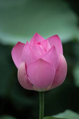 Namaste lotus,kamal gatta Seed