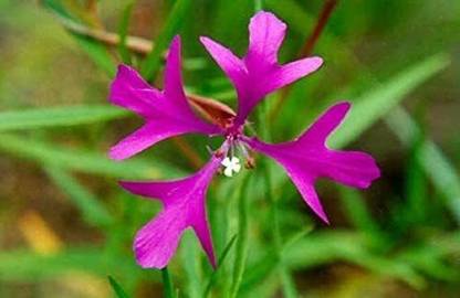CYBEXIS Clarkia pulchella - Deerhorn Clarkia Seed