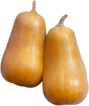 WILLVINE VXI-259 Honeybaby Butternut Squash Seeds Seed