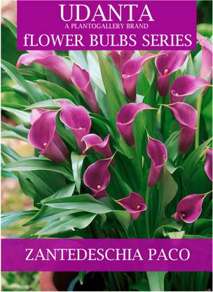 Udanta Calla Lily Purple Flower Bulbs Imported Big Size - Set Of 6pcs (Paco) Seed