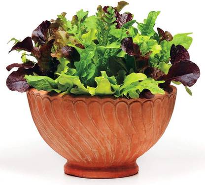 VibeX ® XXL-81 This is A Mix!!!Lettuce Mix 21 Varieties Seed