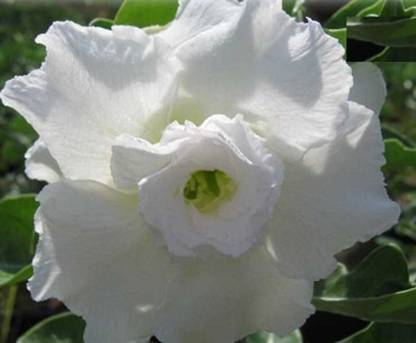 VibeX LXI-Big Chow Adenium Obesum (Desert Rose)-100 Seeds Seed