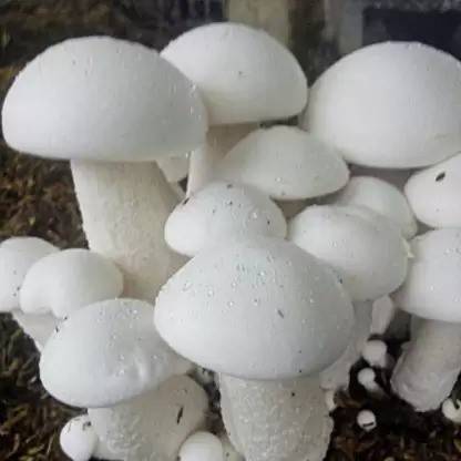 Aro Mushroom Seed