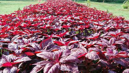 seedito Red Kerala Spinach Seeds/Red Spinach Seeds For Planting Seed