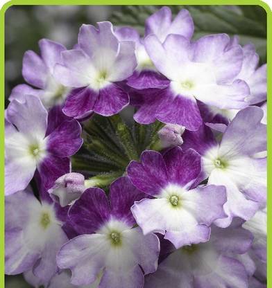 ORAKLE VERBENA TWISTER PURPLE Seed