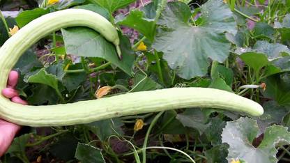 VibeX ® XXL-123 Hybrid O.P Soniya Long.Melon Seed
