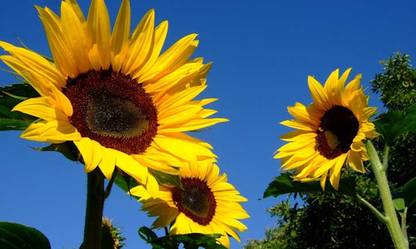 Mozette Exotic sunflower Seed
