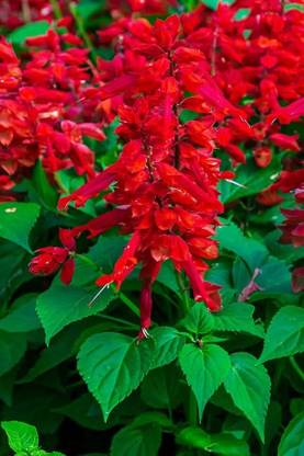 VINSEE Red Salvia Seed