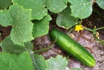 VibeX ® VLR-175 Long Green Improved Cucumber Seeds Seed
