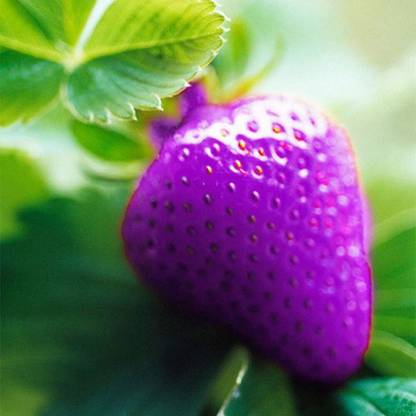 KNESSiN Beauty Purple Strawberry Fruit Climbing[100 Seeds] Seed