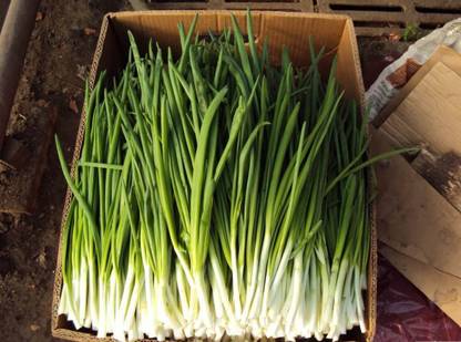 CYBEXIS PUAS-94 - Green Welsh Onion Bunching - (1500 Seeds) Seed