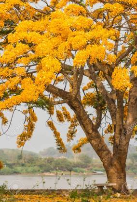 LYRS Hybrid Gulmohar Yellow Flower Tree Seed For Home Planting - 375 Seed
