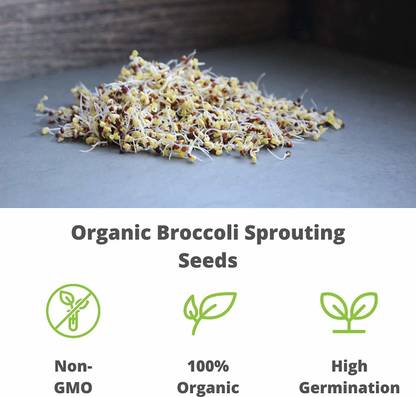 CYBEXIS KGF -20 - Organic Broccoli Sprouting - (450 Seeds) Seed