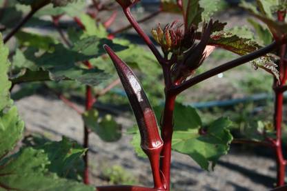 DHENU PRASAD 2025 Hybrid f1 Red Indo Agri Radhika Okra, Bhindi, Lady Finger Seed