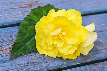 VibeX XLL-69 - Begonia Mocha Yellow - (30 Seeds) Seed