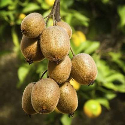 JRYU Kiwi Fruit Seed