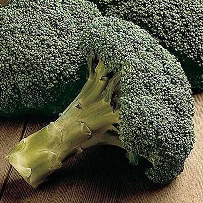 WILLVINE GBPUT -V Packman Hybrid F1 Broccoli Seeds [25g]- 7500 Seeds Seed