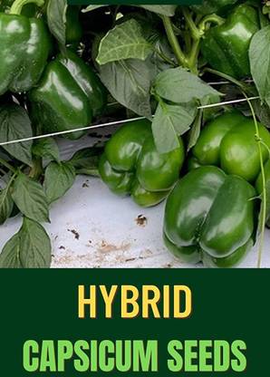 CYBEXIS PAU-11 - Capsicum | Bell Pepper| Shimla Mirch Green - (1350 Seeds) Seed