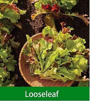 CYBEXIS NDIR-68 - Loose Leaf Lettuce - (1350 Seeds) Seed