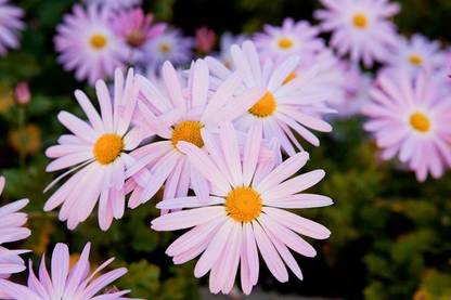 Quentova Chrysanthemum Cambodian-queen-daisy-mum-6O-QLTY Seed