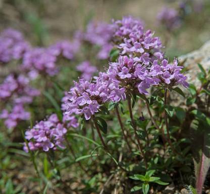 VibeX ® LXI-205 Creeping Thyme Culinary Herb Seed
