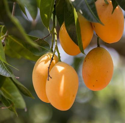 sealok Mango Plant Seed