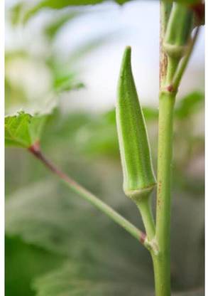greenfarm NXC- Long Okra Seeds / Bhindi Seeds/ Best Quality , 120 X Seeds , des8 Seed