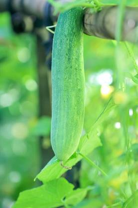 SBGARDEN Desi Variety Cucumber 56+ Seed