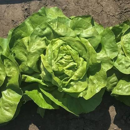 VibeX ® RXI-696 Lettuce Seeds - Milagro MTO Seed