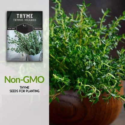 VibeX ® RXI-59 Thyme Seed for Planting Seed