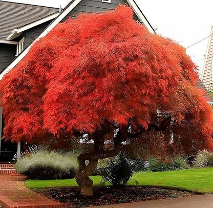 Earth Hopper 50+ SEEDS-Japanese Maple Tree Seeds For Sowing Home Garden Seeds-Bonsai Suitable Seed