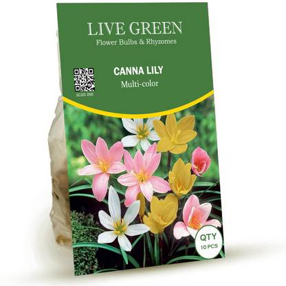 LIVE GREEN Zephyranthes Lily - Rain Lily Flower Bulbs Multi-color Seed