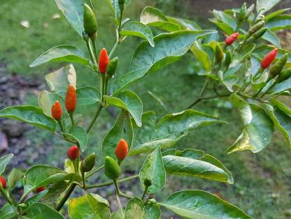 Aywal Green Chilli Indian हरी मिर्च Seed