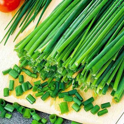 CYBEXIS PUAS-77 - Garlic Chives Allium tuberosum - (750 Seeds) Seed