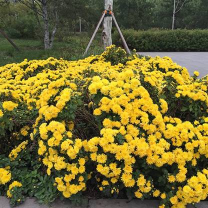 VibeX XL-12 - Yellow Ground-Cover Garden Yard Carpet Chrysanthemum - (270 Seeds) Seed