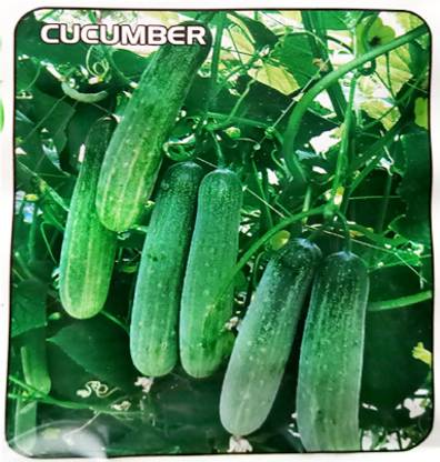 Contai Cucumber Hybrid Seed