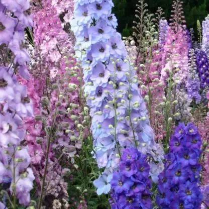MAA Delphinium Seed