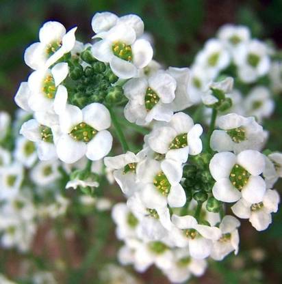 OFKEN Sweet Alyssum White Flowers - Lobularia Maritima Seed