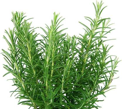 VibeX ® RXI-33 Herb Rosemary Seeds Seed