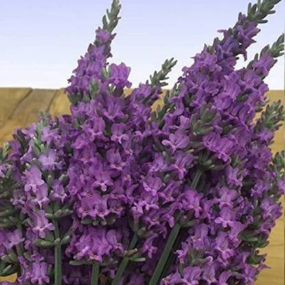 VibeX XL-29 - Lavender Sensational Dark Purple - (2250 Seeds) Seed