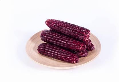 WILLVINE ROX -VI Bloody Butcher Indian Corn-[1Kg] Seed