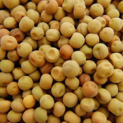 Biosnyg Dundale (Dun) Pea Seeds-[250 Seeds] Seed