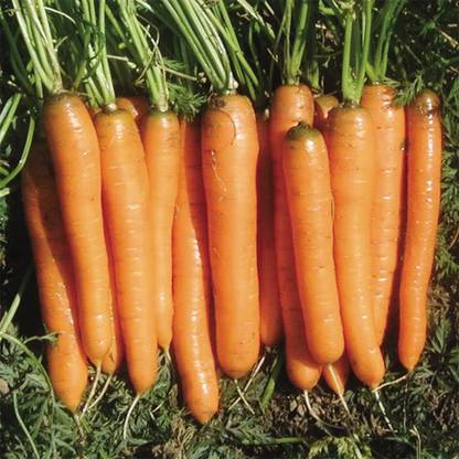 WILLVINE Yaya Carrot Seed