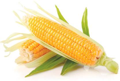 Qualtivate XXX-6A Desi Bhutta Corn Seeds Seed
